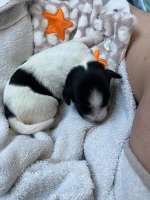 Les chiots de Schapendoes