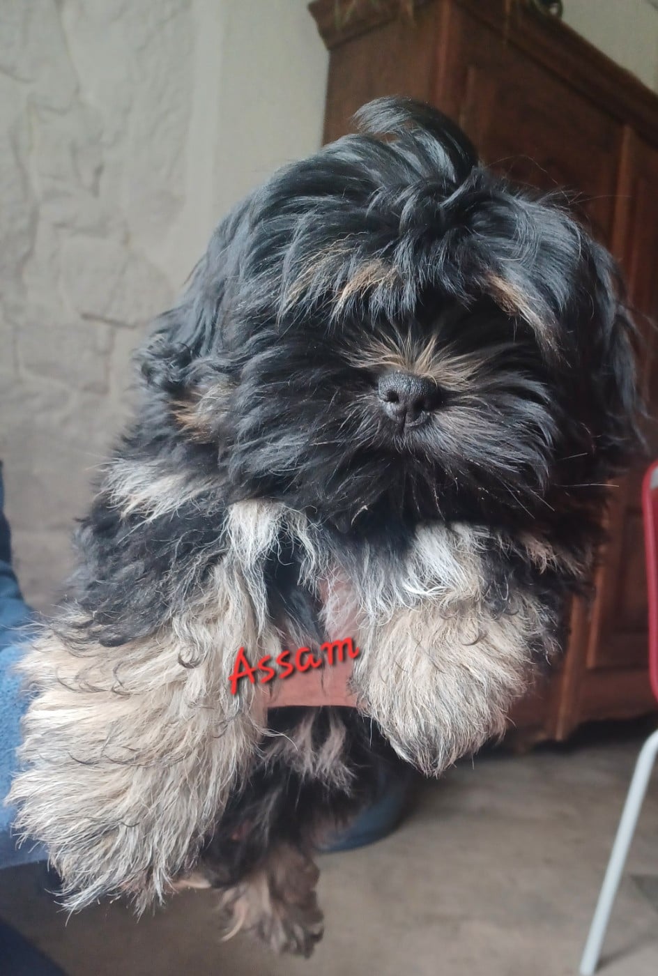 Assam - Lhassa Apso