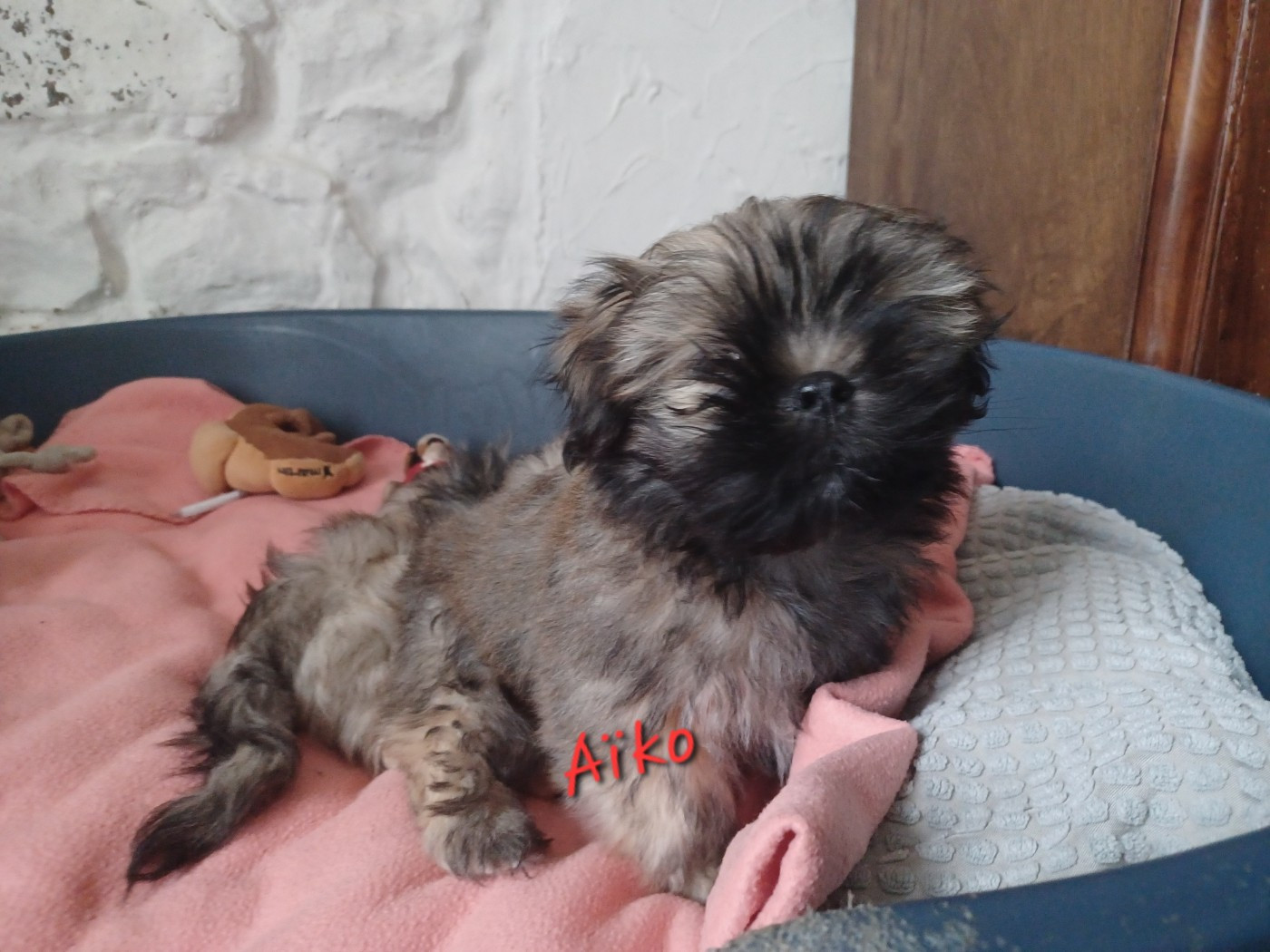Aïko - Lhassa Apso