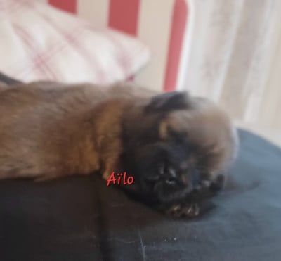 Les chiots de Lhassa Apso