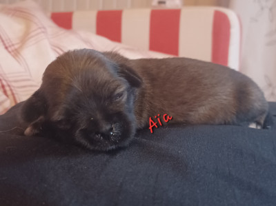 Les chiots de Lhassa Apso