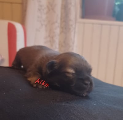 Les chiots de Lhassa Apso