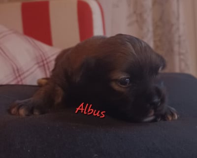 Les chiots de Lhassa Apso