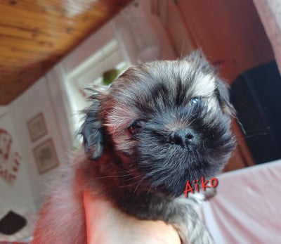 Les chiots de Lhassa Apso