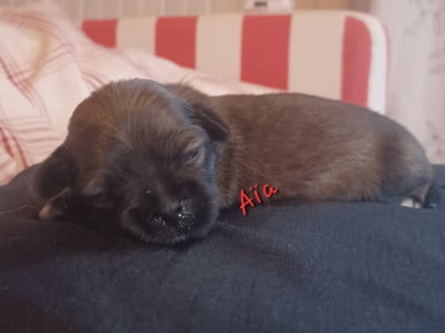 Les chiots de Lhassa Apso