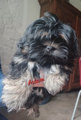 Les chiots de Lhassa Apso