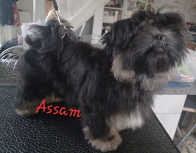 Les chiots de Lhassa Apso