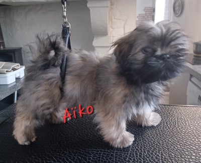 Les chiots de Lhassa Apso