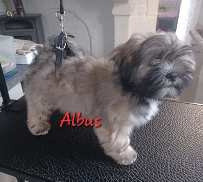 Les chiots de Lhassa Apso