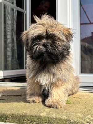 Les chiots de Lhassa Apso