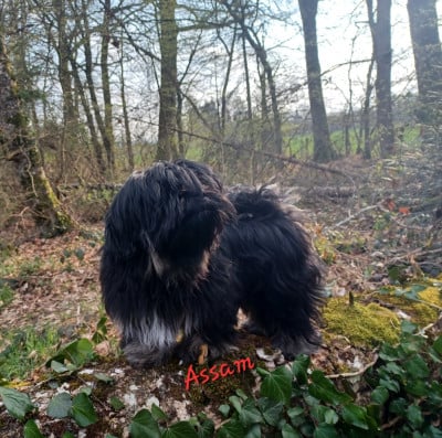 Les chiots de Lhassa Apso