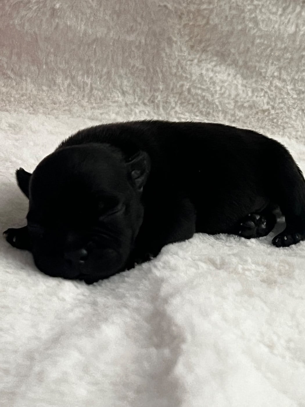 CHIOT 1 - Staffordshire Bull Terrier