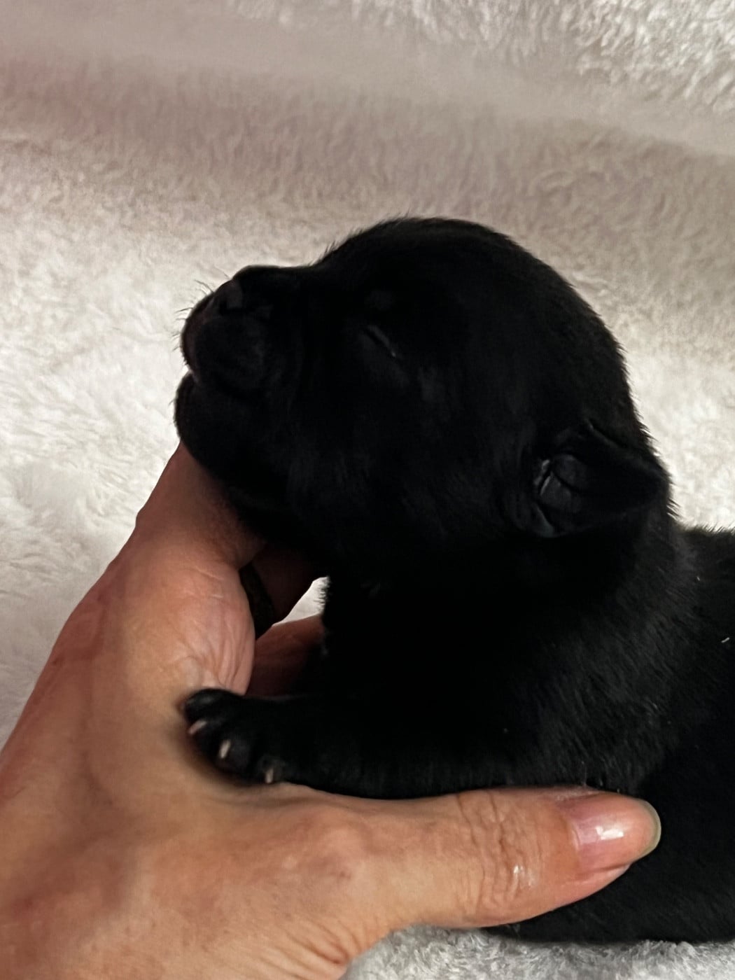 CHIOT 3 - Staffordshire Bull Terrier