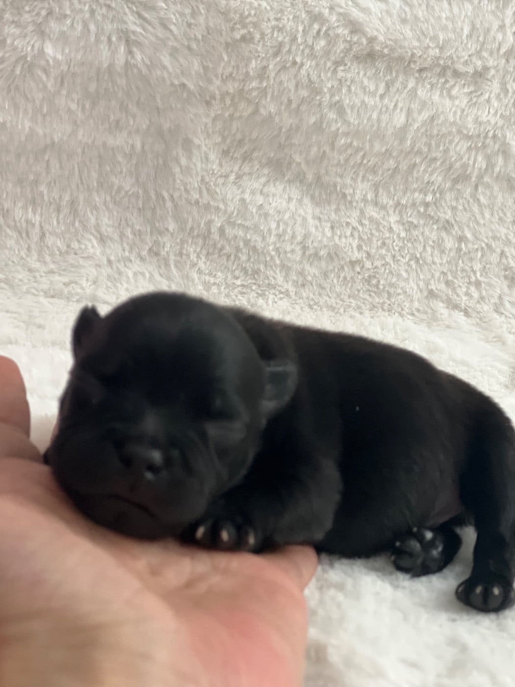 CHIOT 2 - Staffordshire Bull Terrier