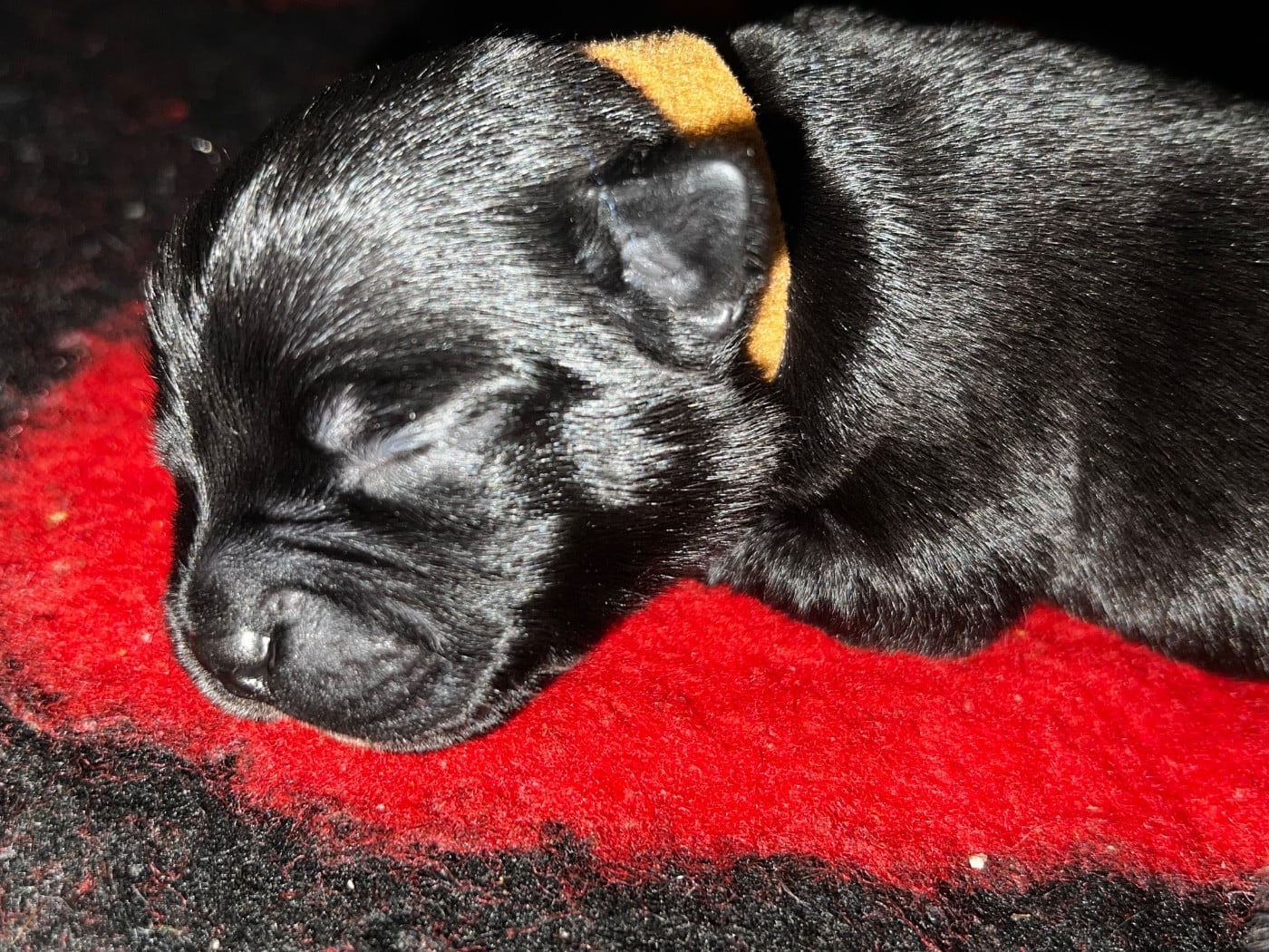 Chiot N°3