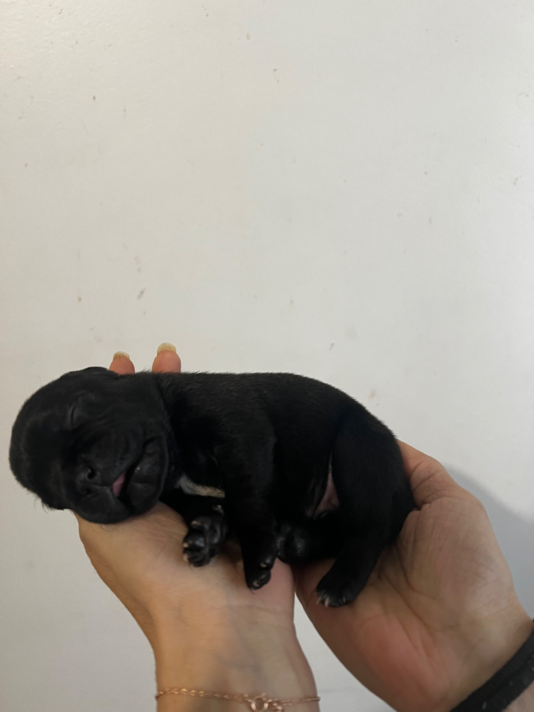 Chiot N°1