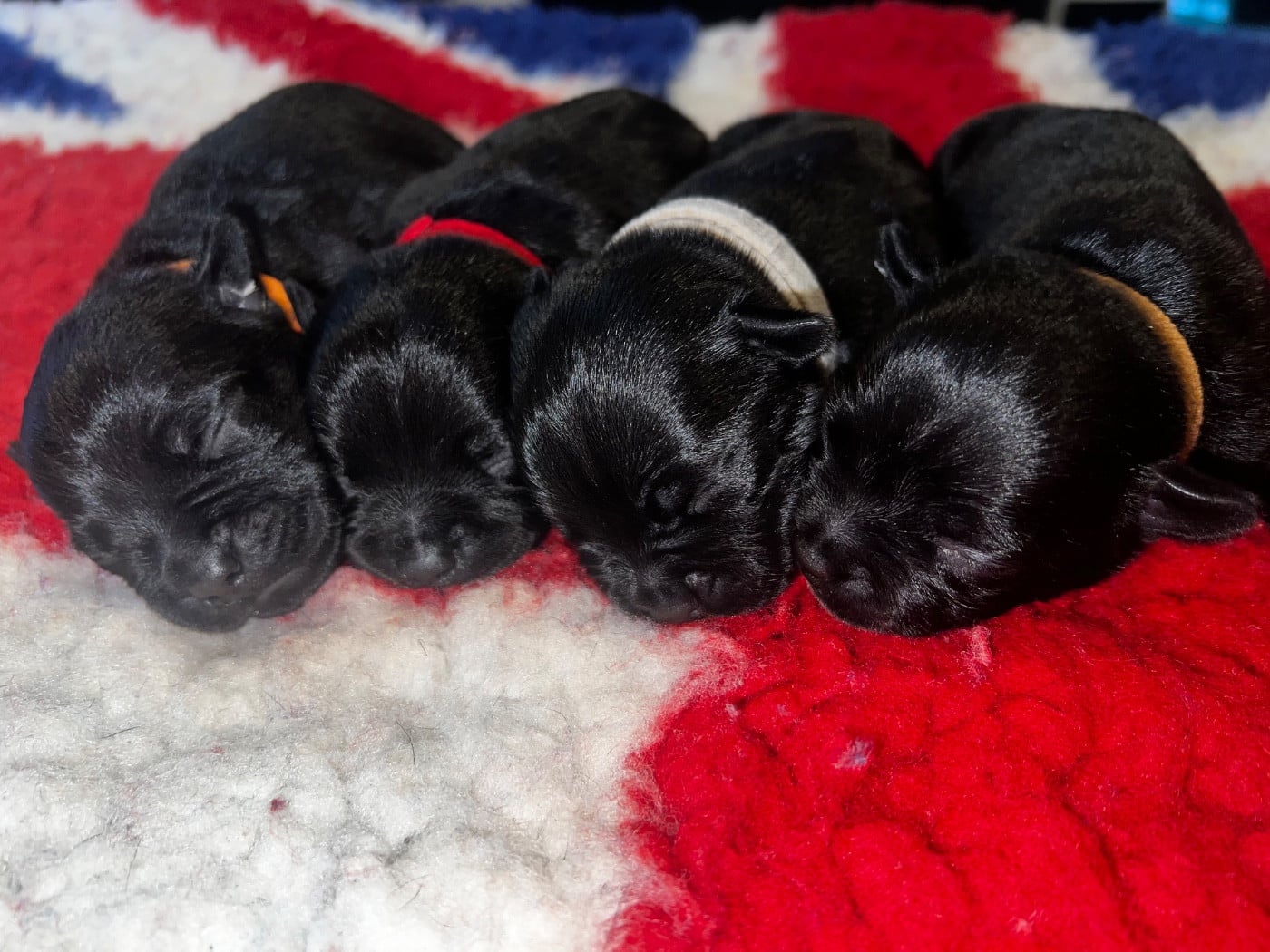 Chiot N°1