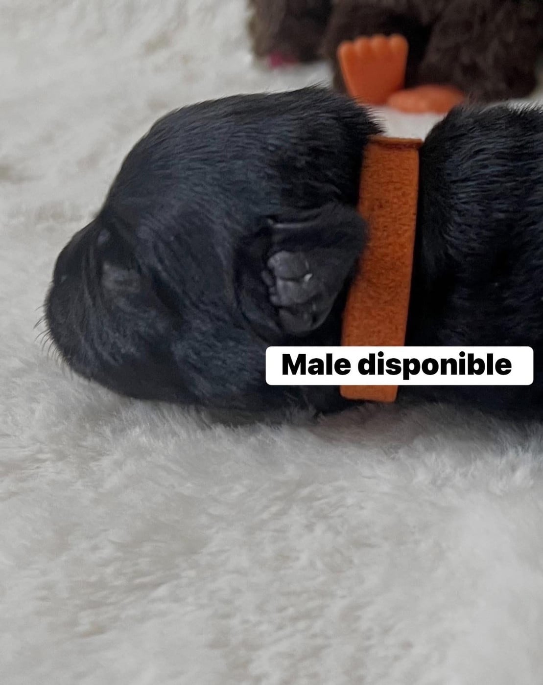Chiot N°3