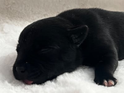 Les chiots de Staffordshire Bull Terrier