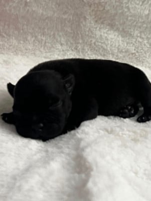 Les chiots de Staffordshire Bull Terrier
