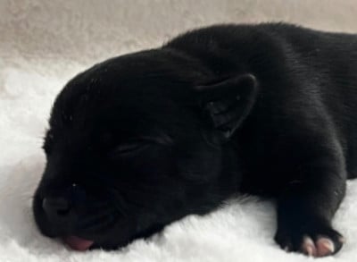 Les chiots de Staffordshire Bull Terrier