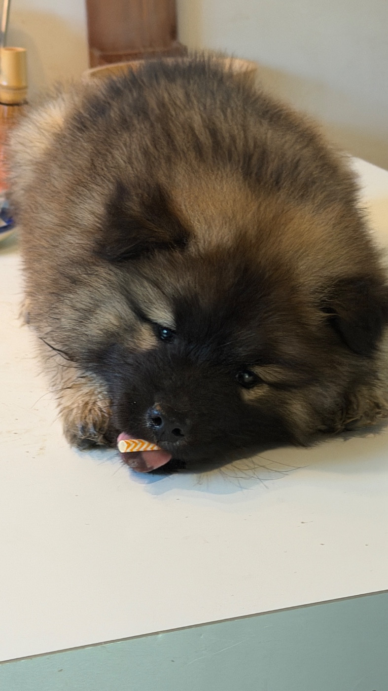 BALTO mâle fauve charbonné