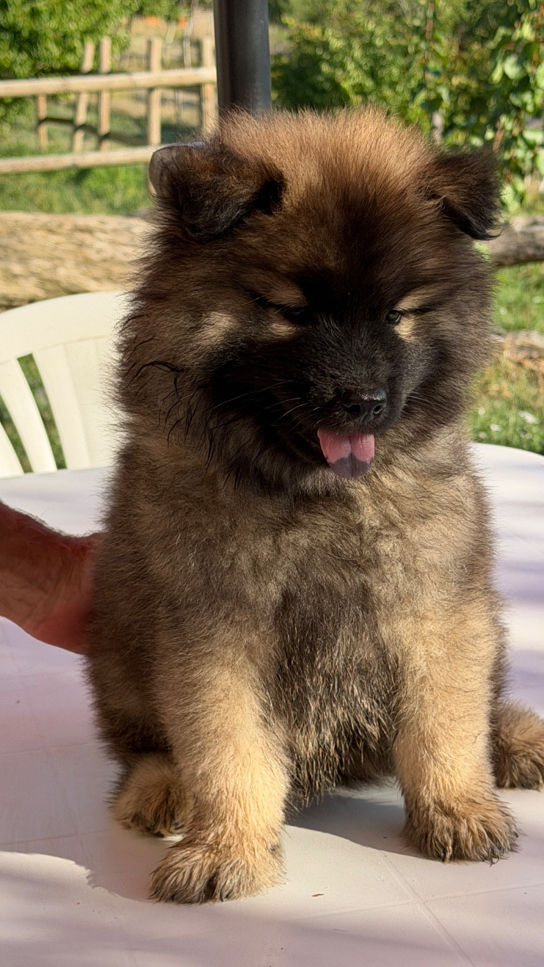 BALTO mâle fauve charbonné