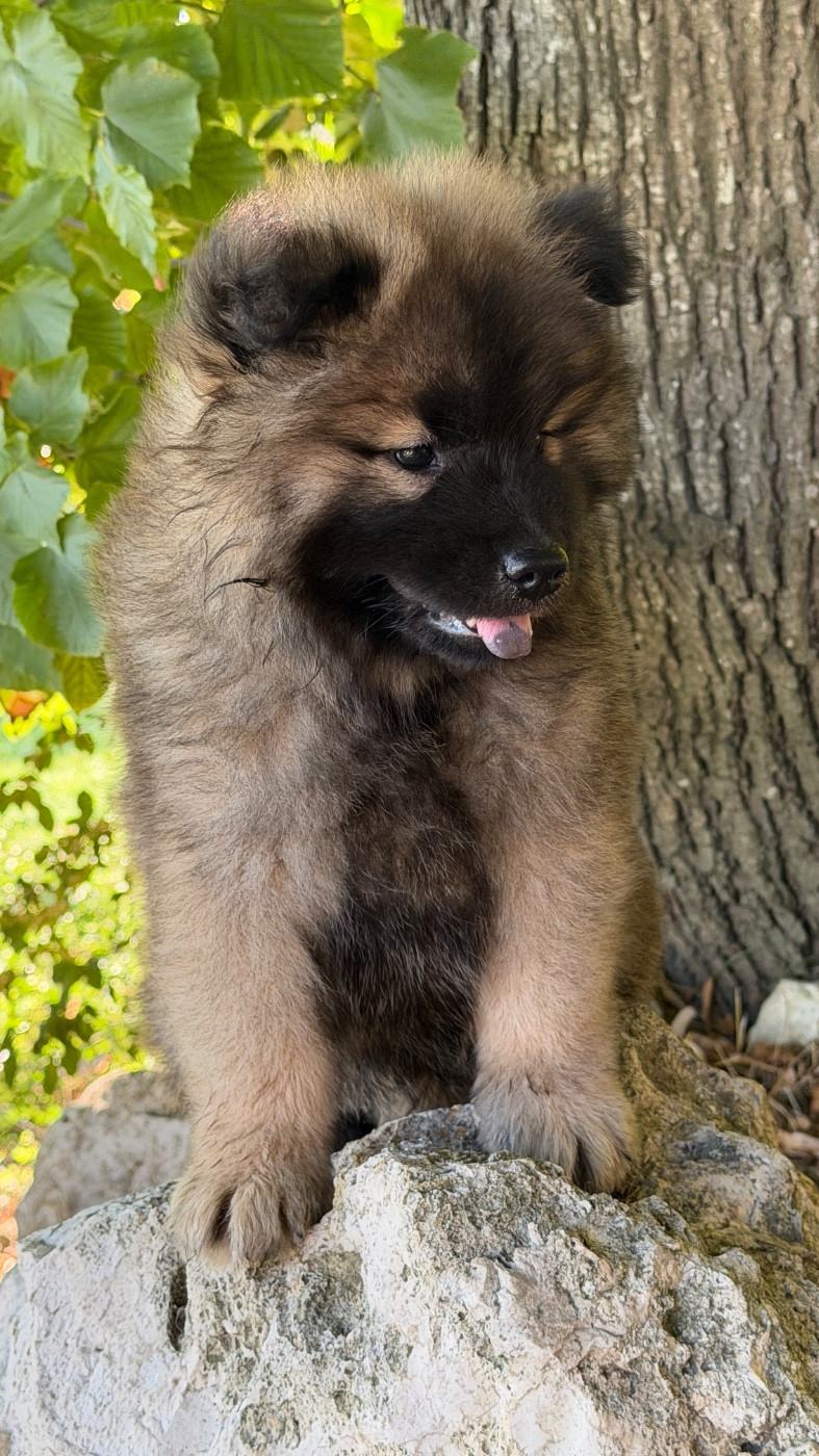 BALTO mâle fauve charbonné