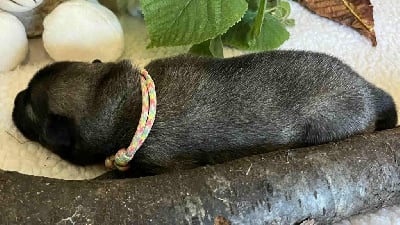 Les chiots de Eurasier