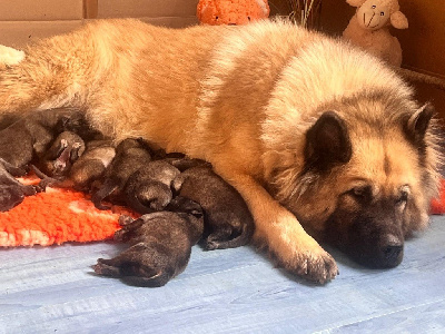 Les chiots de Eurasier