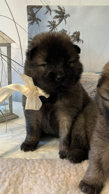 Les chiots de Eurasier
