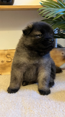 Les chiots de Eurasier