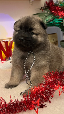 Les chiots de Eurasier