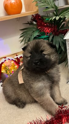 Les chiots de Eurasier