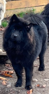 Les chiots de Eurasier