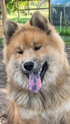 Les chiots de Eurasier
