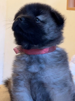 Les chiots de Eurasier