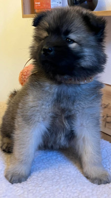 Les chiots de Eurasier