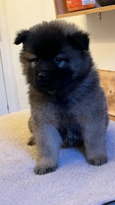 Les chiots de Eurasier