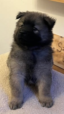 Les chiots de Eurasier