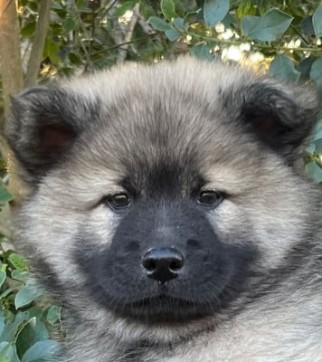 Les chiots de Eurasier