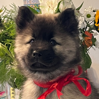 Les chiots de Eurasier