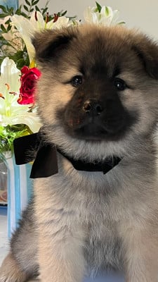 Les chiots de Eurasier