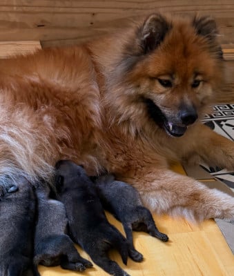 Les chiots de Eurasier