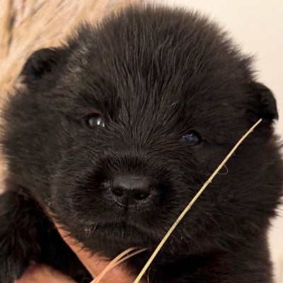 Les chiots de Eurasier