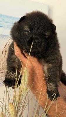 Les chiots de Eurasier