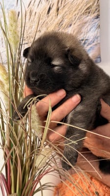 Les chiots de Eurasier