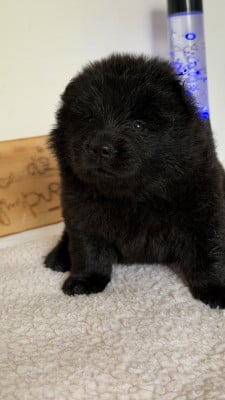 Les chiots de Eurasier