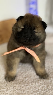 Les chiots de Eurasier