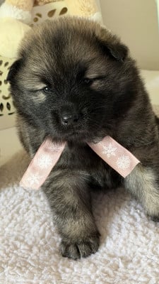 Les chiots de Eurasier